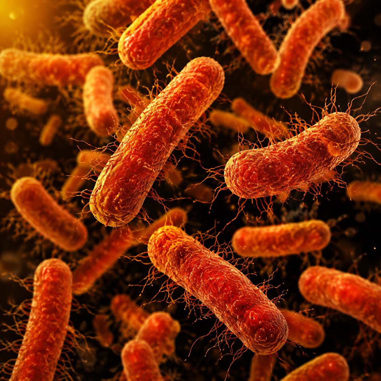 Salmonella bacteria